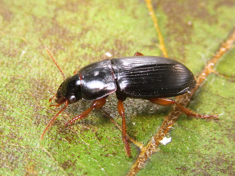 Carabidae:    Harpalus luteicornis, maschio